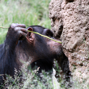 カラスにチンパンジー 魚まで 道具を使えるのは人間だけではない 身近な科学 毎日が発見ネット