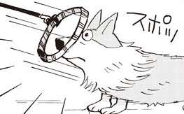 カラスよけグッズもさらに必要⁉ 愛犬の散歩の必需品5点【柴門ふみさん描きおろし「いつも犬が居た」】