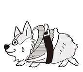 娘の元彼からのプレゼント⁉ サイズを無視して使い倒す愛犬の服【柴門ふみさん描きおろし「いつも犬が居た」】