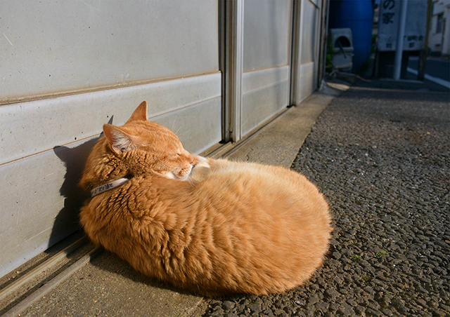 "街中の猫"ならではの仕草や表情...その魅力を切り取った写真に釘付け／猫の写真と、猫との暮らし。 H_d85a-048850 のコピー.jpg