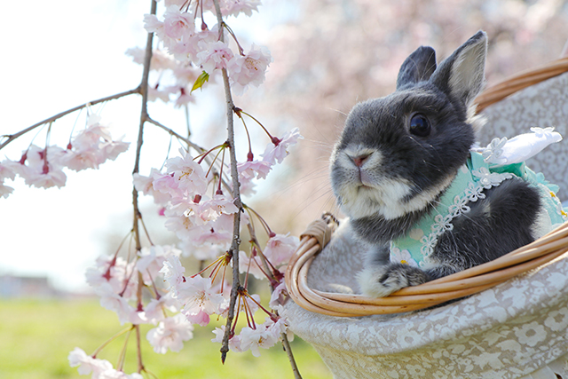 癒しのうさぎ写真がいっぱい！ 「うさぎしんぼる展」に見るかわいすぎるうさぎたちの姿 mint2 のコピー.jpg