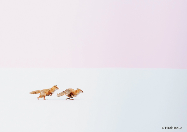 「キタキツネの孤高の美しさを追い求めて」注目の写真家・井上浩輝さん
