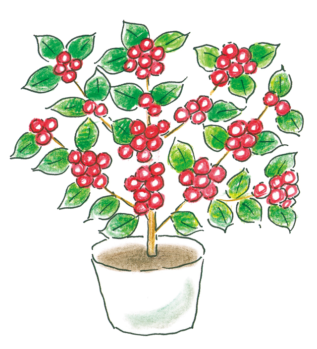 "実のなる植物"のおすすめ７選　秋～冬の寄せ植えの楽しみ方（２） 1711p122_4.jpg