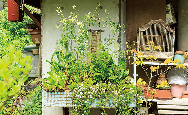 わが家の庭から摘んで作る幸せ。ガーデナー・水谷昭美さんのルッコラの花のサラダ 1804p005_04.jpg