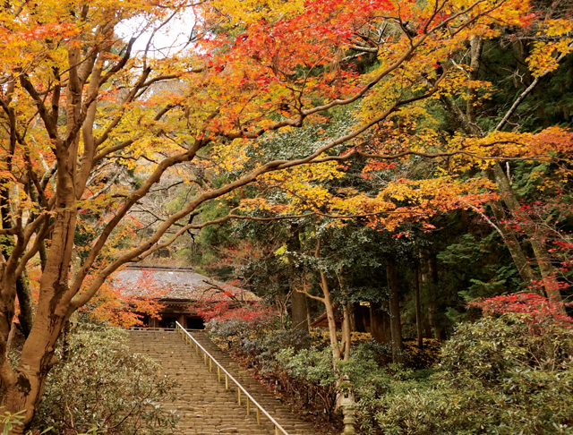 茜色の山岳寺院に息をのむ。「森の案内人」が教える、奈良極上の紅葉スポット