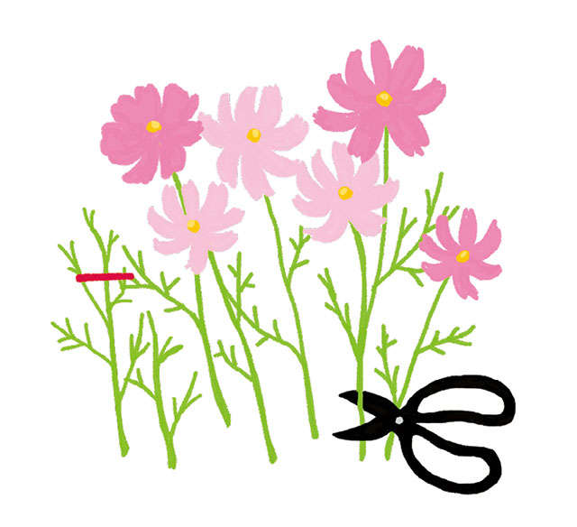 春は種まきの季節！ 野菜と草花、「プランター」での育て方、収穫の仕方 2204_P053_04.jpg