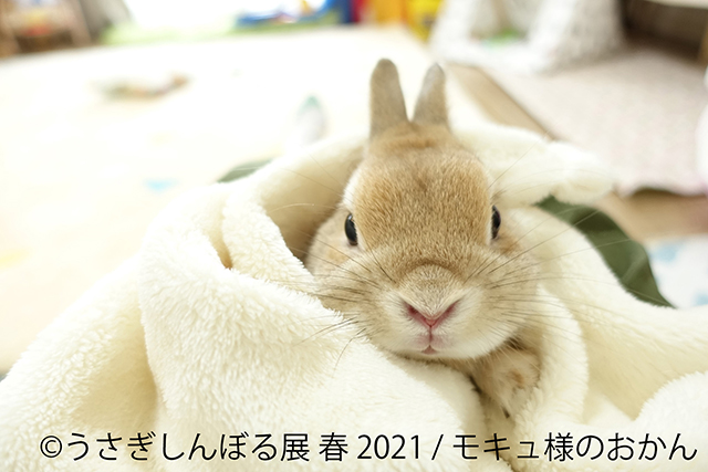 癒しのうさぎ写真がいっぱい！ 「うさぎしんぼる展」に見るかわいすぎるうさぎたちの姿 11.jpg