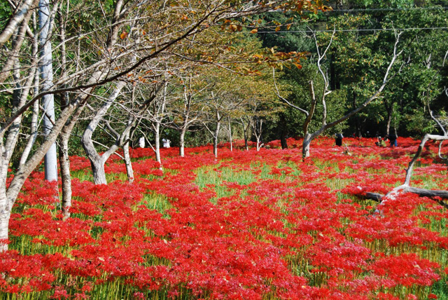 数百万本が咲く群生地は圧巻！　彼岸花に出会いに、秋の花散歩へ出かけましょう 2013(H25)の最盛時.JPG
