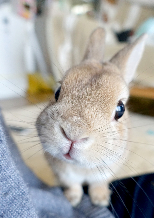 癒しのうさぎ写真がいっぱい！ 「うさぎしんぼる展」に見るかわいすぎるうさぎたちの姿 A.jpg