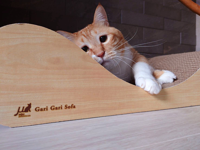インスタで人気の猫"お太り様"ぐっぴー君。たぷたぷボディは癒しのかたまり！／猫の写真と、猫との暮らし。 547B10EC-7B1D-4F96-A843-1ECF8CB041E7 のコピー.jpg