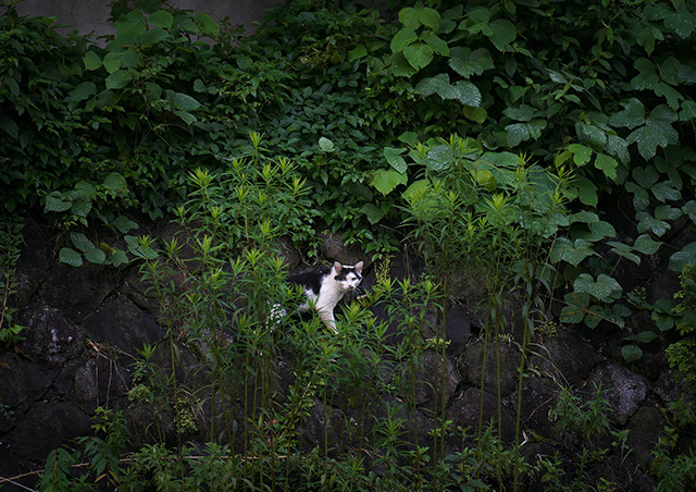 "街中の猫"ならではの仕草や表情...その魅力を切り取った写真に釘付け／猫の写真と、猫との暮らし。 F_7r4a-027197 のコピー.jpg