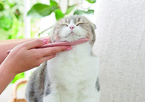 ネコうっとり～！　ネコの舌のような"肌触り"の「ねこじゃすり」が爆売れ！／ネットランキング main.jpg