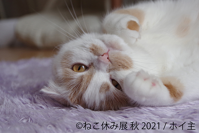 猫の愛らしすぎる写真に悶絶！ 「ねこ休み展」に見る"スター猫"たちの姿 1.jpg
