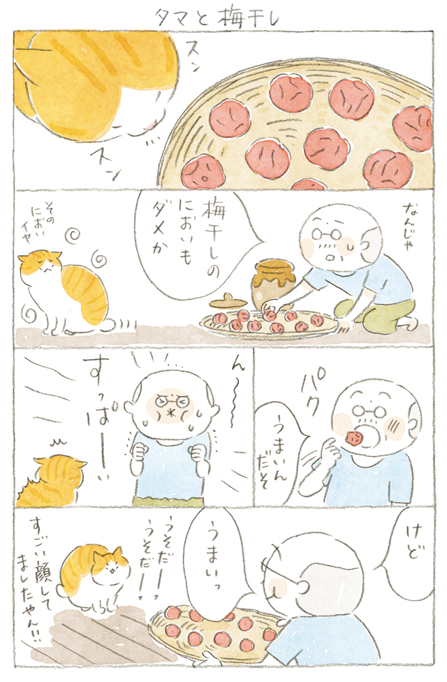 タマと梅干し タマ 大吉じいちゃんを疑う ねことじいちゃん ほっこり癒される猫との暮らし 54 連載 毎日が発見ネット