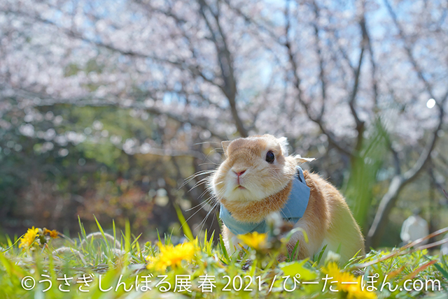 癒しのうさぎ写真がいっぱい！ 「うさぎしんぼる展」に見るかわいすぎるうさぎたちの姿 07.jpg