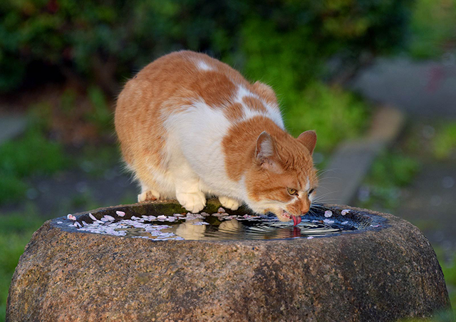 "街中の猫"ならではの仕草や表情...その魅力を切り取った写真に釘付け／猫の写真と、猫との暮らし。 C_d81a-150703 のコピー.jpg