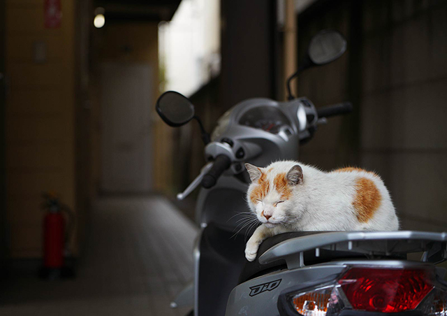 "街中の猫"ならではの仕草や表情...その魅力を切り取った写真に釘付け／猫の写真と、猫との暮らし。 B_7r4a-017829 のコピー.jpg
