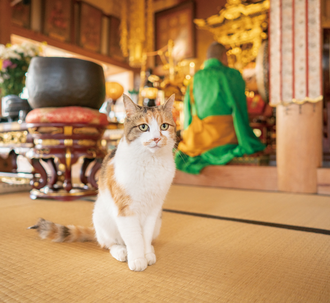 ありがたや～！ お寺に暮らす猫たち「てらねこ」の日常生活をちょっとのぞき見 A9Rqstl76_1xncs5i_eys.jpg