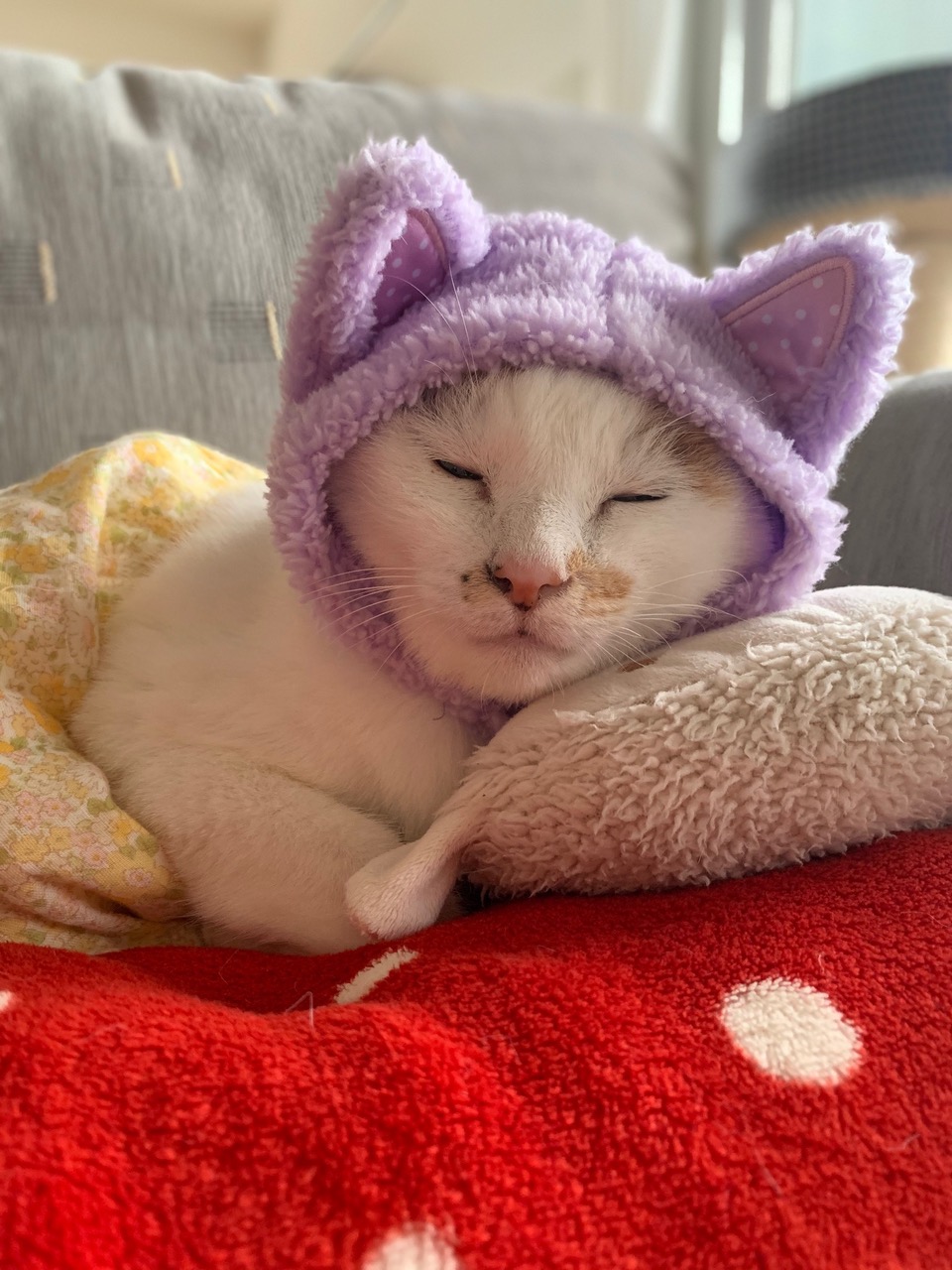 表情豊かな三毛猫マルちゃん。保護猫を迎える幸せな生活／猫の写真と、猫との暮らし。 B_image4.jpeg