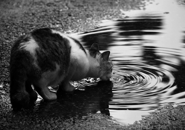 癒しの猫写真が多数！「ねこ休み展」に見る個性豊かな猫たちの姿 CC_d81a-099804.jpg