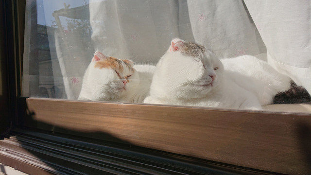 癒しの猫写真が多数！「ねこ休み展」に見る個性豊かな猫たちの姿 E_ojarinn.JPG