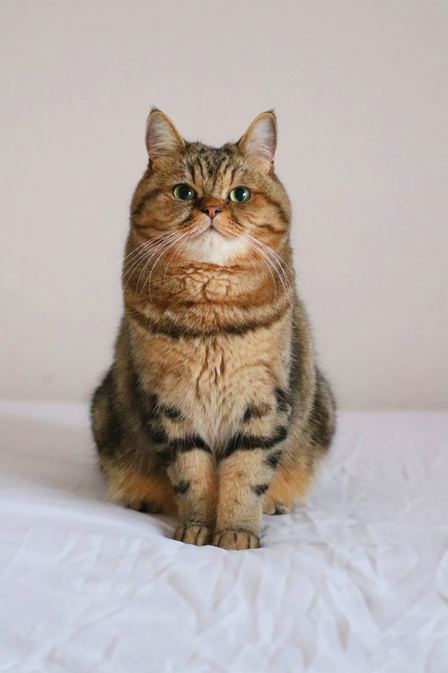 約15万人のファンが釘付けの"困り顔猫" 寅次郎くん／猫の写真と、猫との暮らし。 I.jpg