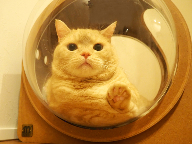 癒しの猫写真が多数！「ねこ休み展」に見る個性豊かな猫たちの姿 J_emi.jpg