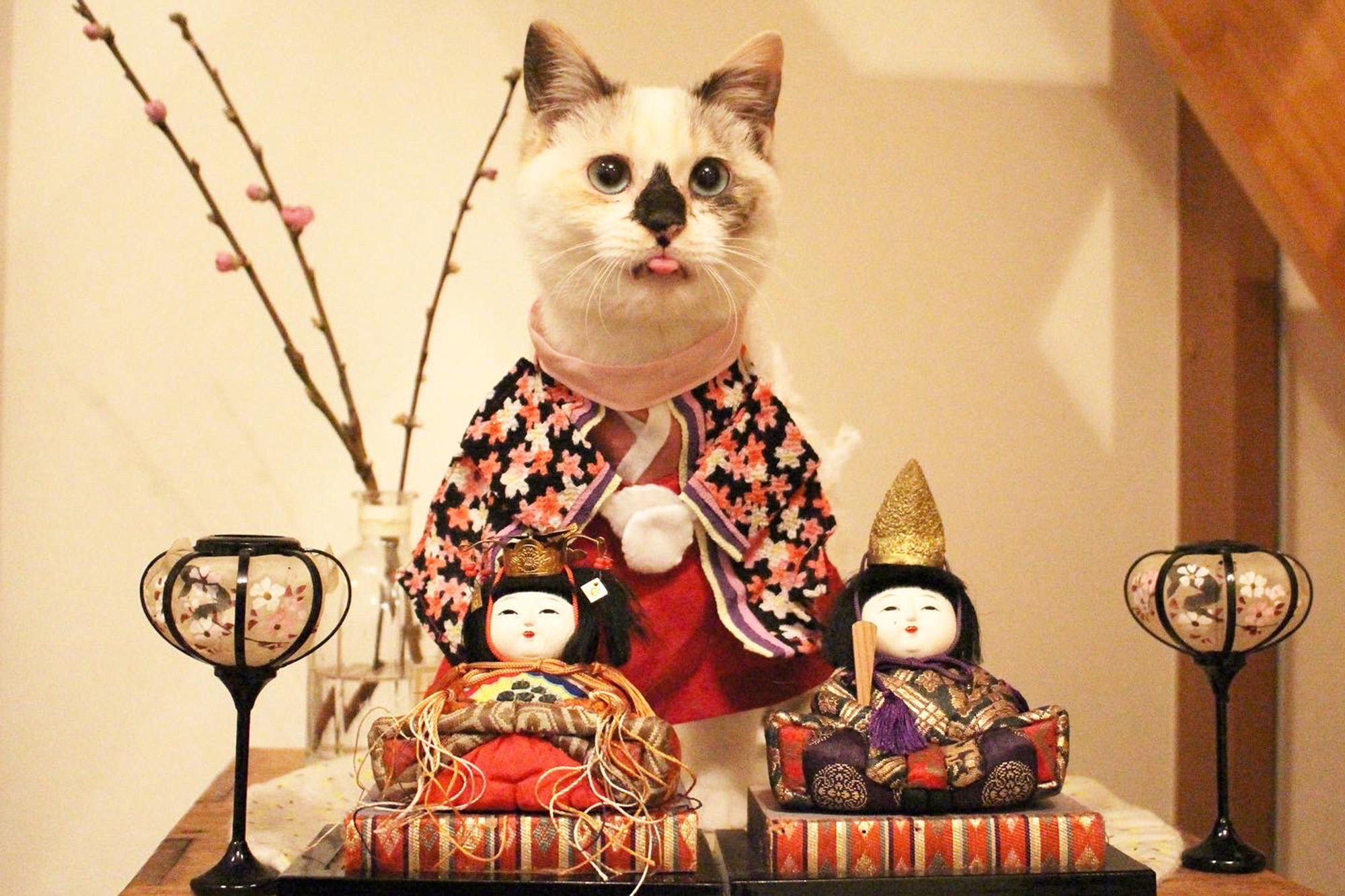 癒しの猫写真が多数！「ねこ休み展」に見る個性豊かな猫たちの姿 K_Mai.jpeg