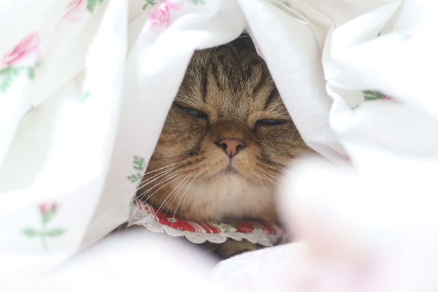 癒しの猫写真が多数！「ねこ休み展」に見る個性豊かな猫たちの姿 N_torachanthecat.JPG
