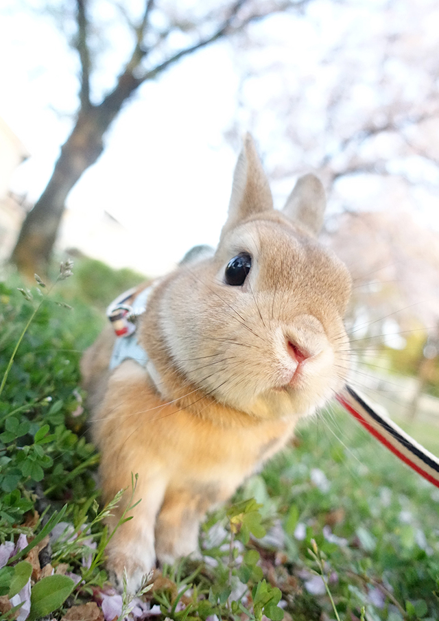 癒しのうさぎ写真がいっぱい！ 「うさぎしんぼる展」に見るかわいすぎるうさぎたちの姿 R.jpg