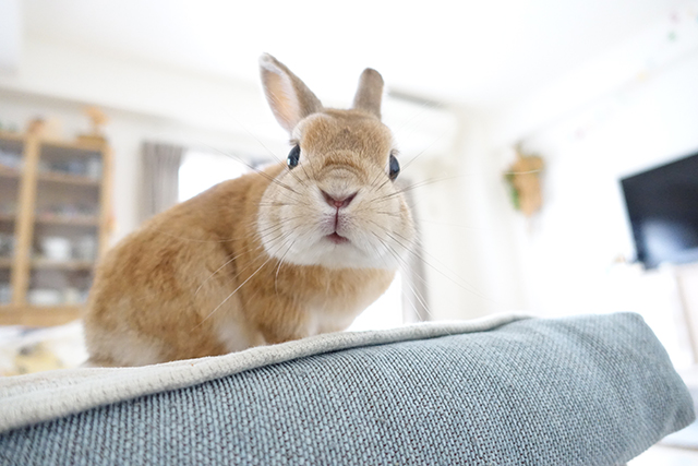 癒しのうさぎ写真がいっぱい！ 「うさぎしんぼる展」に見るかわいすぎるうさぎたちの姿 U.jpg