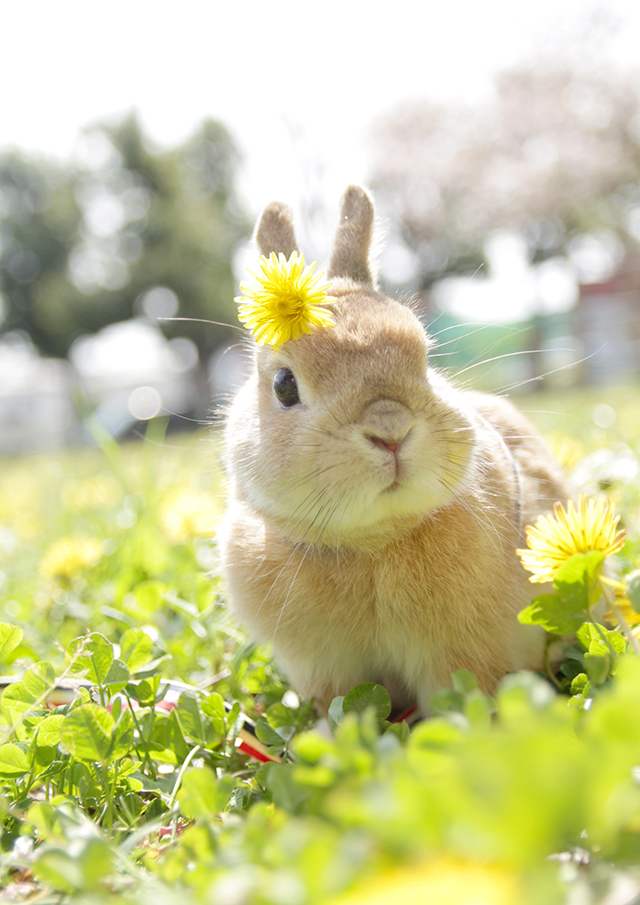 癒しのうさぎ写真がいっぱい！ 「うさぎしんぼる展」に見るかわいすぎるうさぎたちの姿 X.jpg