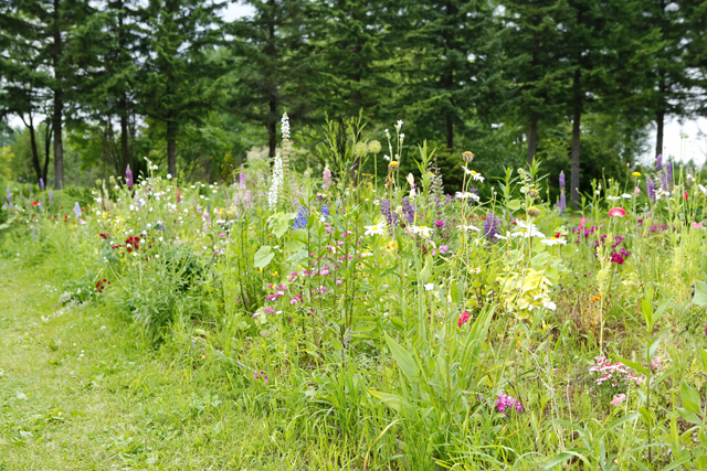 北海道 帯広に坪の庭を持つ90歳 紫竹おばあちゃん 花咲く野原を夢見ています 毎日が発見ネット