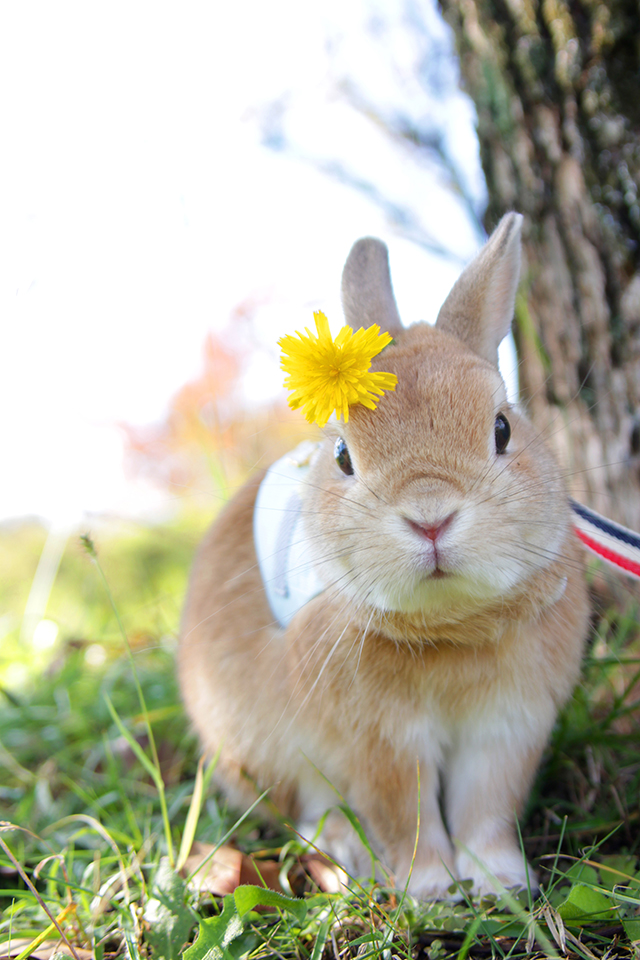 癒しのうさぎ写真がいっぱい！ 「うさぎしんぼる展」に見るかわいすぎるうさぎたちの姿 B.jpg