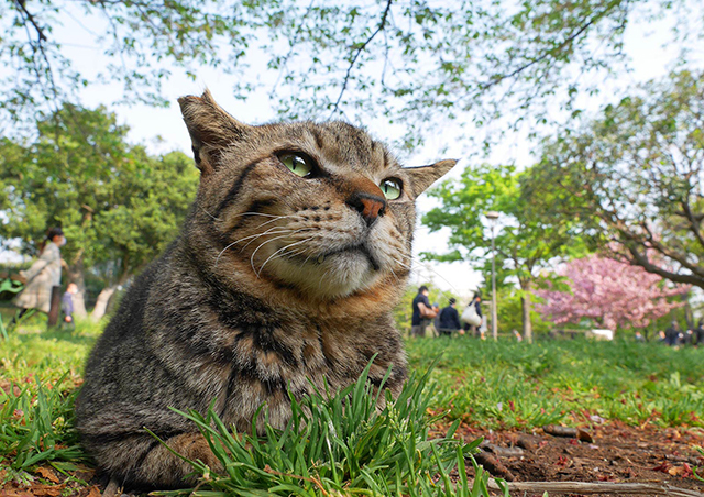 "街中の猫"ならではの仕草や表情...その魅力を切り取った写真に釘付け／猫の写真と、猫との暮らし。 A_gx7a-005040 のコピー.jpg