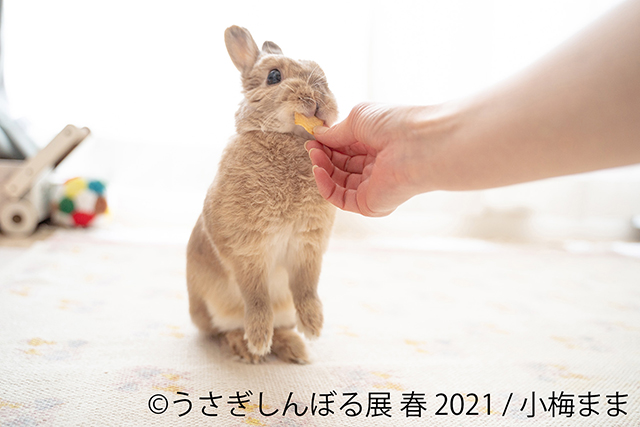 癒しのうさぎ写真がいっぱい！ 「うさぎしんぼる展」に見るかわいすぎるうさぎたちの姿 12.jpg