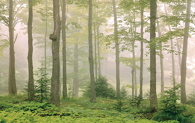 朝もやに包まれた幻想的なメープル林...写真家の美しい写真で見る「アメリカの田舎」の夏景色 asamoya.jpg