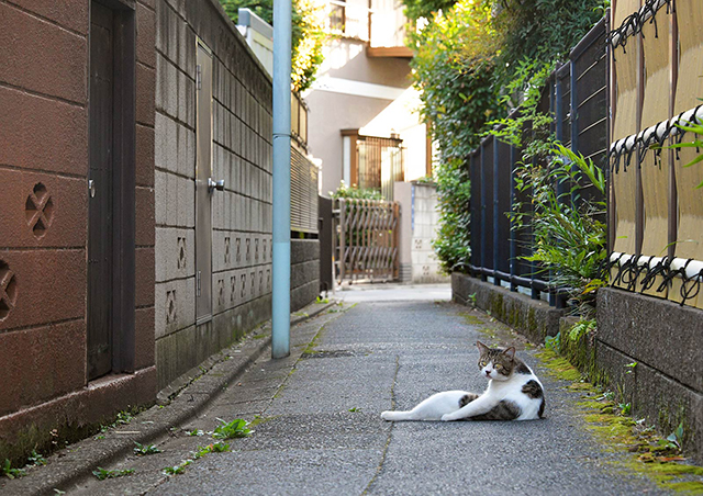 "街中の猫"ならではの仕草や表情...その魅力を切り取った写真に釘付け／猫の写真と、猫との暮らし。 D_d85a-096292 のコピー.jpg