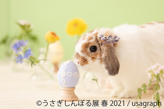 癒しのうさぎ写真がいっぱい！ 「うさぎしんぼる展」に見るかわいすぎるうさぎたちの姿 06.jpg