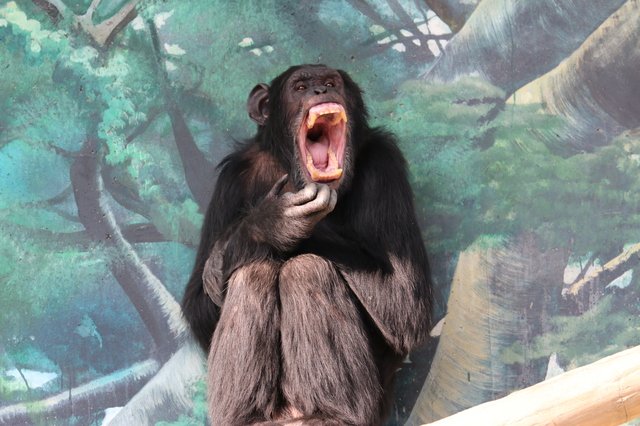 チンパンジーの「殺し合い」は人間の影響ではない!?／地球の雑学