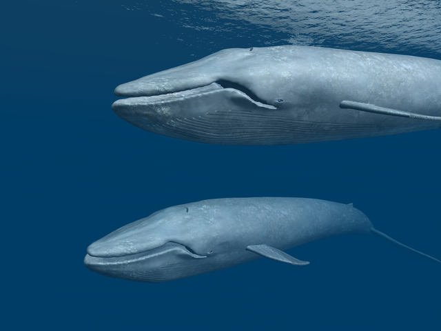 東京から大阪まで地声が届く。深海のこだまを利用したクジラの会話術／身近な科学
