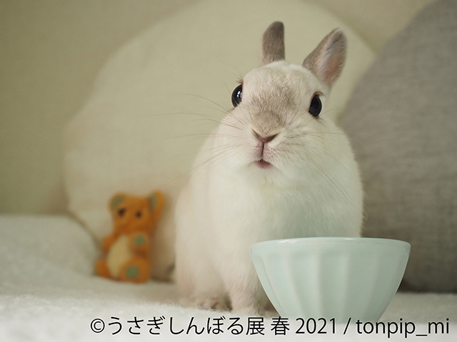 癒しのうさぎ写真がいっぱい！ 「うさぎしんぼる展」に見るかわいすぎるうさぎたちの姿 10.jpg