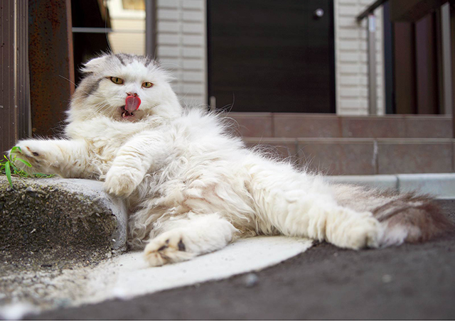 "街中の猫"ならではの仕草や表情...その魅力を切り取った写真に釘付け／猫の写真と、猫との暮らし。 E_7r4a-034907 のコピー.jpg