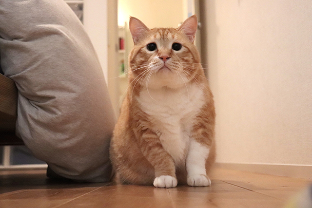 インスタで人気の猫"お太り様"ぐっぴー君。たぷたぷボディは癒しのかたまり！／猫の写真と、猫との暮らし。 6CE95790-5C6E-4D1C-A827-B6ECE0D9223F のコピー.jpg