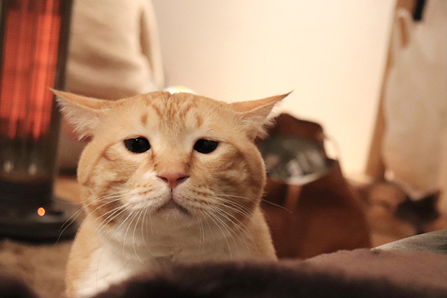 インスタで人気の猫"お太り様"ぐっぴー君。たぷたぷボディは癒しのかたまり！／猫の写真と、猫との暮らし。 59EEB8C2-E8B5-4E7A-A7B0-E0775DD2E0EA のコピー.jpg