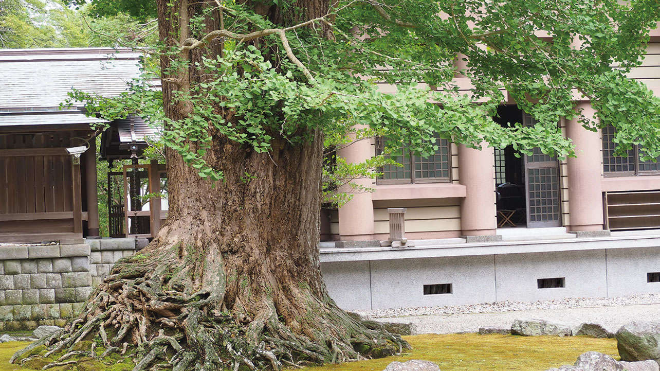 お金、自由、愛のある人間関係、すべてを得たいなら「安房神社」（千葉県）【龍がいる神社】 0502龍のごとく運気が上昇する新しい時代の神社参拝.jpg