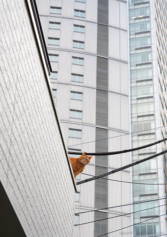 "街中の猫"ならではの仕草や表情...その魅力を切り取った写真に釘付け／猫の写真と、猫との暮らし。 I_7r4a-022002 のコピー.jpg