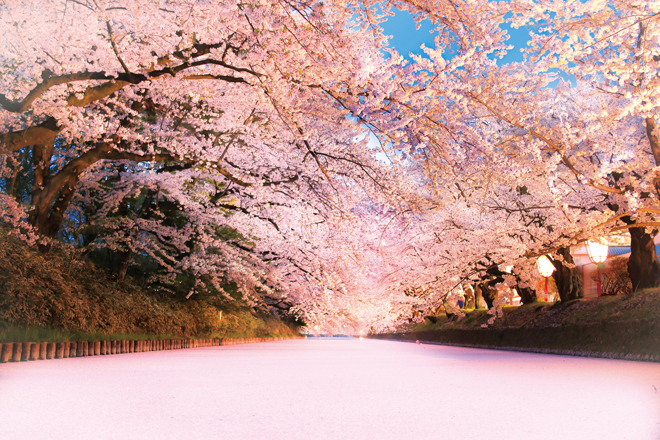 人にはみんな桜の思い出がある」樹齢100年を超える染井吉野の命を