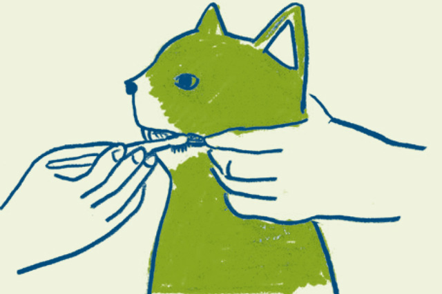 歯磨きは最低でも1日おきに！　獣医師が教える「猫のお口の健康チェック」／家ねこ大全（23） ieneko_164.jpg