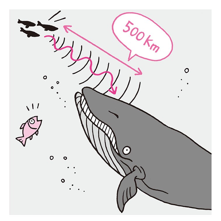 東京から大阪まで地声が届く。深海のこだまを利用したクジラの会話術／身近な科学 p022.jpg